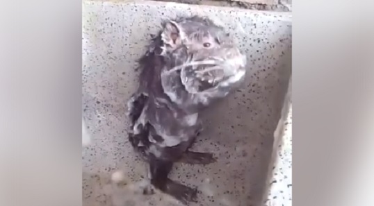 El video viral de la rata que se baña en realidad es maltrato animal