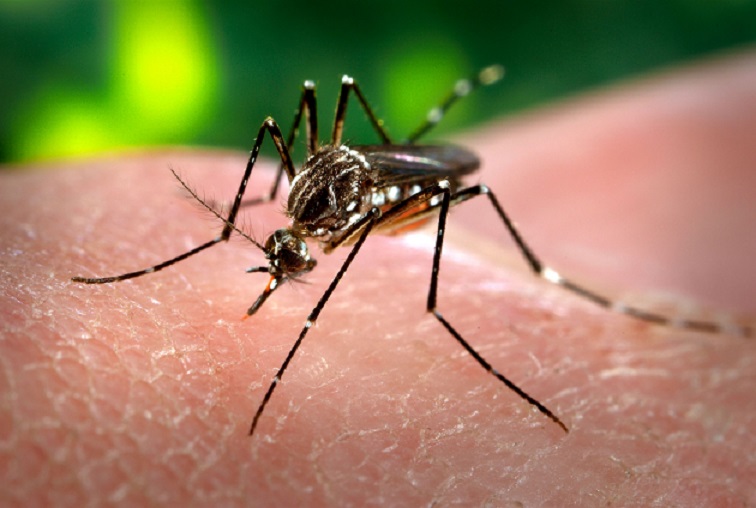 Salud confirma siete muertos por dengue