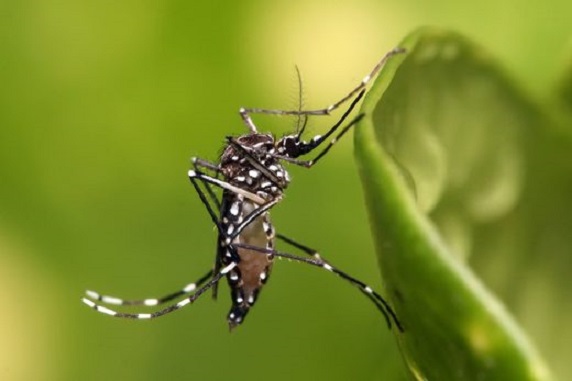 Ministerio de Salud declaró alerta por casos de chikungunya