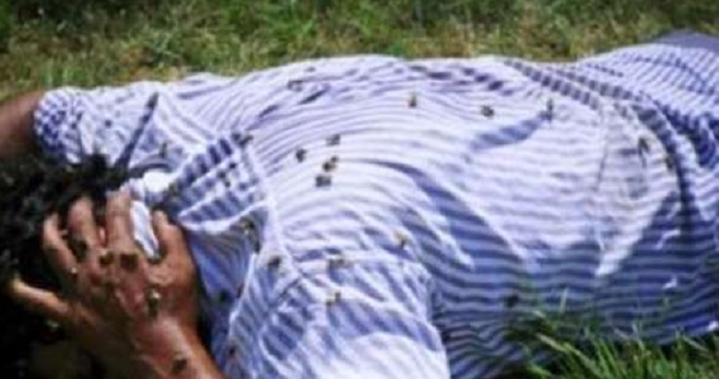 Hombre muere en ataque de abejas en Fram