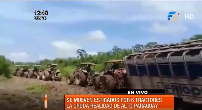 Insólito: Transganado es remolcado por seis tractores