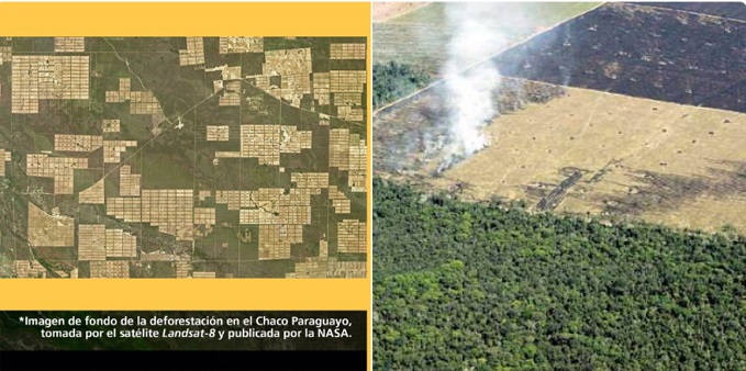 Piden detener la deforestación en el Chaco