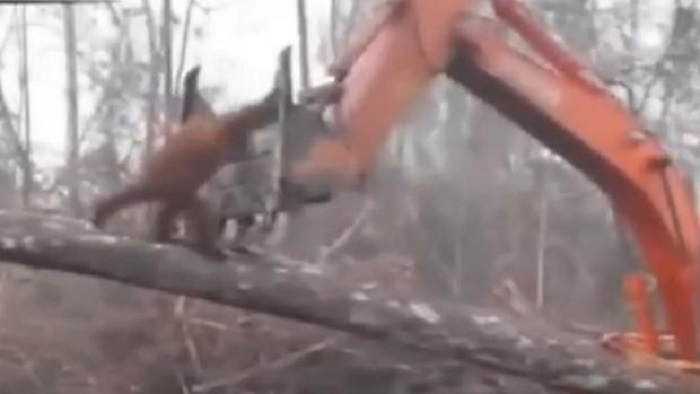 Orangután pelea con máquinas ante inminente destrucción de su hogar