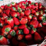 MAG inaugura cámara de frío para frutilleros