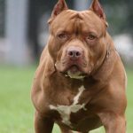 Ataque de pitbull deja gravemente herida a mujer en Ñemby