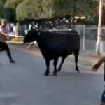 Saquean camiones con ganado y faenan vacas en la calle en Argentina