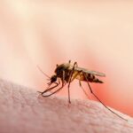 Alerta en Paraguay: Detectan caso importado de malaria