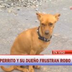 Gara: El heroico perrito que frustró robo de auto frente a colegio en Luque