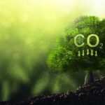 Mercado de carbono en Paraguay: ¿Inversión o estafa ambiental?
