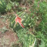 Temporal arrasa con cultivos de autoconsumo en Yabebyry