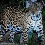 El Yaguareté en Paraguay: Enfrentando la extinción en su Día Internacional