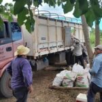 Indert apoya venta de 100 mil kilos de mandioca de Cordillera