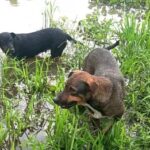 Perros valientes salvan a dos hombres de ataque de Yaguareté