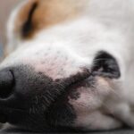 Confirman condena por matar a perrita en Capiata