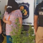 Abogado cuestiona detención de mujer por plantas de cannabis