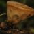 Reaparece en Paraguay hongo considerado extinto por un siglo
