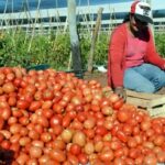 Precios del tomate permanecerán elevados, afirma productor