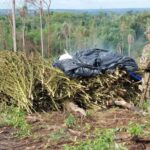 Masiva operación antinarcóticos destruye decenas de hectáreas de cultivos de marihuana en Canindeyú