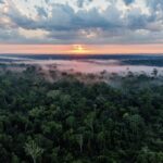 INFONA impulsa protocolo para gestión forestal transparente