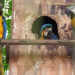 Cinco nuevos guacamayos colorean el Centro Ambiental Tekotopa de Itaipú