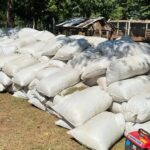 Incautan más de cinco toneladas de marihuana y armas en Amambay