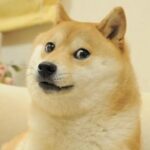 ¡Adiós Kabosu! Fallece la perra que inspiró el meme Doge y la criptomoneda Dogecoin