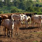 ¿Cómo afecta el dólar bajo a la ganadería?