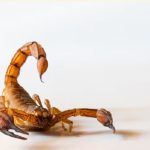 Salud advierte por picaduras de alacranes en verano