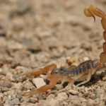 Aumenta la presencia de alacranes por calor y humedad en el país