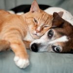 Bienestar Animal habilita reporte de mascotas perdidas