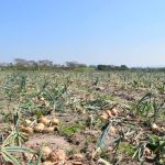 Productores de cebolla denuncian crisis y piden renuncia del ministro