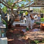 SENEPA lanza operativo nacional por Fieles Difuntos