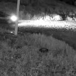 Tiroteo por robo de criptominería deja dos muertos en CDE