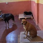 Guardería para 40 perros rescatados podría cerrar por falta de fondos y apelan a la solidaridad