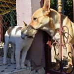 Crearán el Registro de Agresores de Animales para identificar a los condenados por maltrato animal