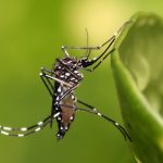 Aumentan notificaciones de dengue en 11 regiones del país