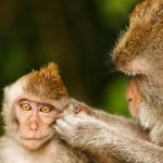 Macacos bailarines: la ciencia confirma que los primates tienen ritmo