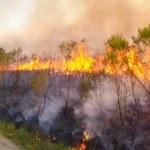 Deforestación en San Rafael: denuncian abandono estatal