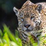 Día del Jaguareté: WWF celebra avances y activa conservación