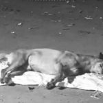 Balean a “Ministro” en Villeta: denuncian a un vecino