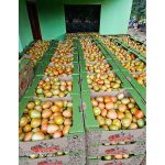 Paraguay retoma exportación de tomate a Argentina