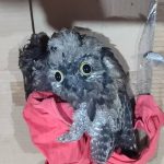 Rescatan a un urutaú herido con hondita en Ypané