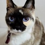 Magno S.A pidió disculpas y dará pasaje gratis por varios meses a mujer bajada de la línea 12 por viajar con su gato