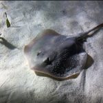 Picaduras de rayas dejan 14 atendidos en Encarnación