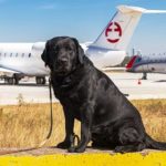 Rocky, el perro héroe de la SENAD, será homenajeado por su servicio a la seguridad nacional