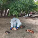 Investigan mortandad de gallinas en Fuerte Olimpo