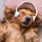 La Playlist Perruna: El plan de Luis Szarán contra el ruido de las fiestas