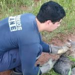 Rescatan un aguara’i herido en un terreno baldío de Guarambaré