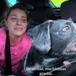 Boro volvió a casa: hallan con vida al perro perdido tras el choque de trenes en España