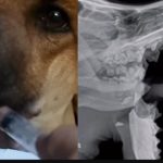 Explosión de un cebollón deja a una perrita sin mandíbula en Areguá